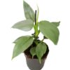 Philodendron hastatum Silver Sword