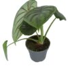 Alocasia Dragon Scale