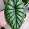 Alocasia Dragon Scale – Image 2