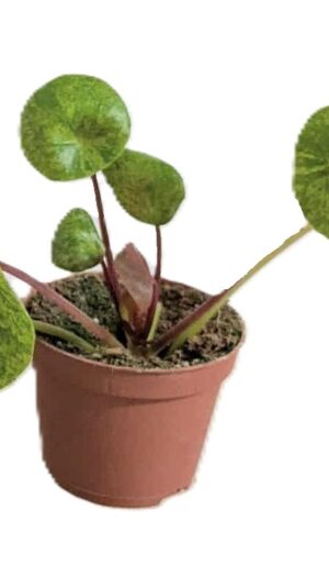 Pilea peperomioides Mojito