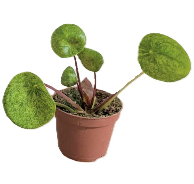 Pilea peperomioides Mojito
