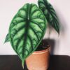 Alocasia Dragon Scale – Image 3