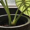 Alocasia Dragon Scale – Image 5