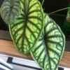 Alocasia Dragon Scale – Image 4