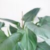 Philodendron hastatum Silver Sword – Image 3
