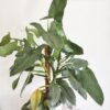 Philodendron hastatum Silver Sword – Image 4