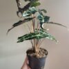 Alocasia Bambino Curly – Image 2