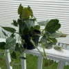 Philodendron brandtianum – Image 3