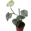 Philodendron brandtianum