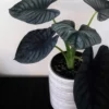 Alocasia Nebula – Image 3