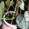Philodendron brandtianum – Image 4