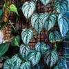 Philodendron brandtianum – Image 5