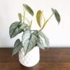 Philodendron brandtianum – Image 2