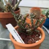 Euphorbia aeruginosa – Image 3