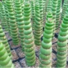 Eulychnia castanea varispiralis spirale – Image 3