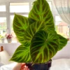 Philodendron verrucosum Incensi – Image 2