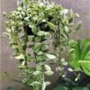 Dischidia oiantha variegata – Image 3