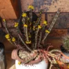 Euphorbia aeruginosa – Image 2