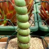 Eulychnia castanea varispiralis spirale – Image 2