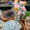 Echeveria pollux – Image 2