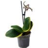 Doritaenopsis sogo vivien marginata