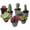 Lot de plantes grasses rares