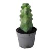 Lot de plantes grasses rares – Image 4