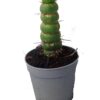 Eulychnia castanea varispiralis spirale