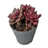 Lot de plantes grasses rares – Image 9