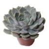 Echeveria pollux