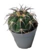 Gymnocalycium spegazzinii