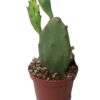 Opuntia humifusa