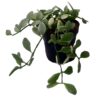 Dischidia oiantha variegata