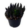 Echeveria Black Knight