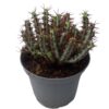 Euphorbia aeruginosa