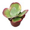 Lot de plantes grasses rares – Image 7