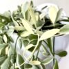 Dischidia oiantha variegata – Image 2