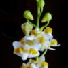 Doritis pulcherrima – Image 3