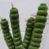 Eulychnia castanea varispiralis spirale – Image 4