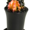 Lot de plantes grasses rares – Image 8