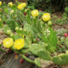 Opuntia humifusa – Image 2