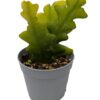 Selenicereus anthonyanus
