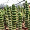 Eulychnia castanea varispiralis spirale – Image 6