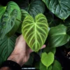 Philodendron verrucosum Incensi – Image 3