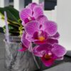 Doritaenopsis sogo vivien marginata – Image 3
