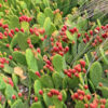 Opuntia humifusa – Image 3