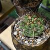 Gymnocalycium spegazzinii – Image 3