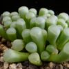 Fenestraria aurantiaca