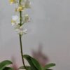 Doritis pulcherrima – Image 2