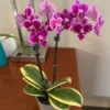 Doritaenopsis sogo vivien marginata – Image 2